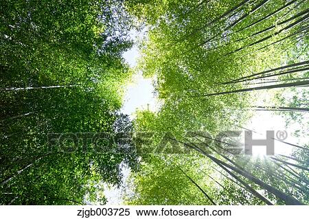 Stock Photography - Greenery. Fotosearch