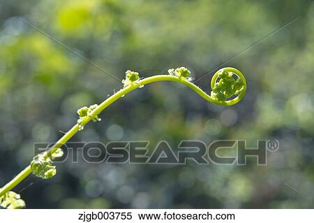 Greenery View Large Photo Image Stock Photography - Greenery. Fotosearch