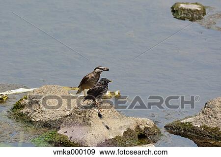 Stock Photo - Grey Starling. Fotosearch
