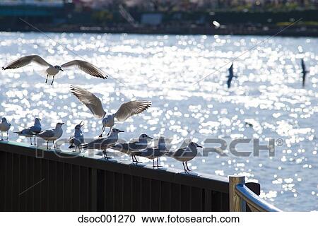Gulls on a fence View Large Photo Image Stock Image - Gulls on a fence. Fotosearch