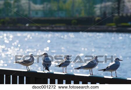 Gulls on a fence View Large Photo Image Stock Image - Gulls on a fence. Fotosearch