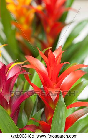 Guzmania View Large Photo Image Stock Photography - Guzmania. Fotosearch