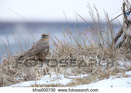 Stock Image - Gyrfalcon. Fotosearch