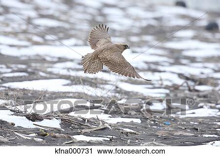 Gyrfalcon View Large Photo Image Stock Image - Gyrfalcon. Fotosearch