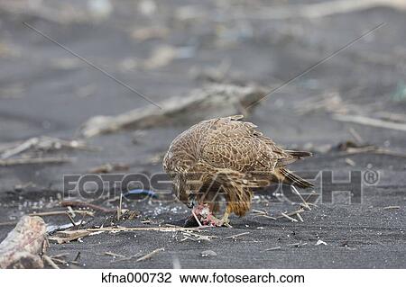 Gyrfalcon View Large Photo Image Stock Image - Gyrfalcon. Fotosearch