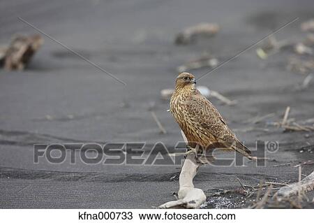 Stock Image - Gyrfalcon. Fotosearch