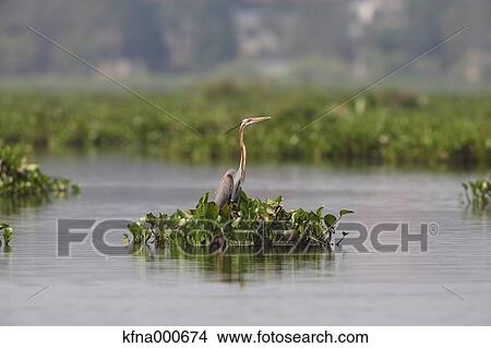 Heron View Large Photo Image Picture - Heron. Fotosearch