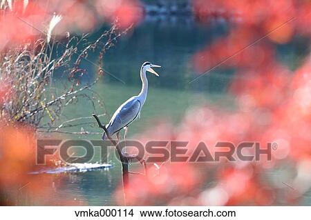 Heron View Large Photo Image Picture - Heron. Fotosearch