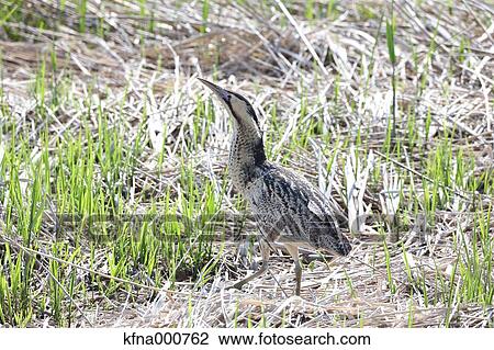 Heron View Large Photo Image Stock Image - Heron. Fotosearch