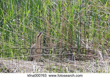 Heron View Large Photo Image Stock Image - Heron. Fotosearch