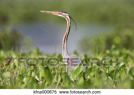 Stock Photography - Heron. Fotosearch