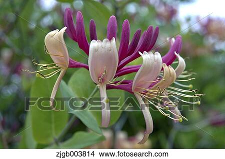 Picture - Honeysuckle. Fotosearch