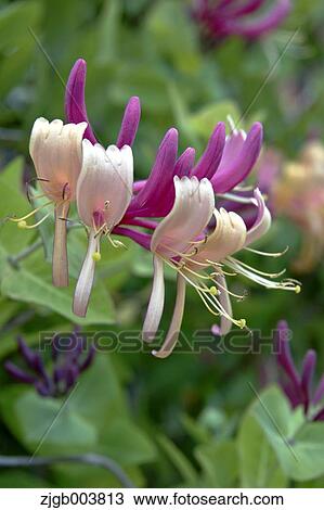 Honeysuckle View Large Photo Image Stock Image - Honeysuckle. Fotosearch