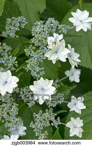 Picture - Hydrangea. Fotosearch