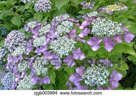 Picture - Hydrangea. Fotosearch