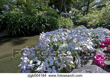Picture - Hydrangea. Fotosearch