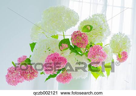 Hydrangea View Large Photo Image Stock Image - Hydrangea. Fotosearch