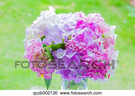 Hydrangea View Large Photo Image Stock Image - Hydrangea. Fotosearch