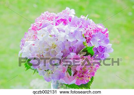 Hydrangea View Large Photo Image Stock Image - Hydrangea. Fotosearch
