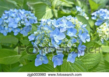 Stock Image - Hydrangea. Fotosearch