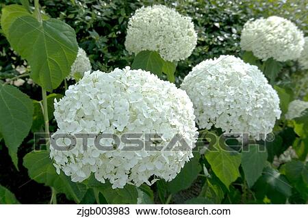 Hydrangea View Large Photo Image Stock Image - Hydrangea. Fotosearch