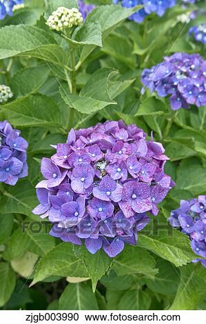 Hydrangea View Large Photo Image Stock Image - Hydrangea. Fotosearch