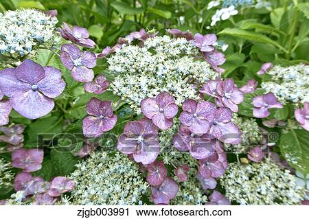 Hydrangea View Large Photo Image Stock Image - Hydrangea. Fotosearch