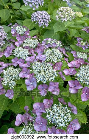 Hydrangea View Large Photo Image Stock Image - Hydrangea. Fotosearch