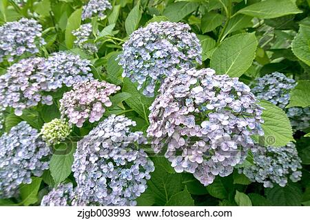 Hydrangea View Large Photo Image Stock Image - Hydrangea. Fotosearch