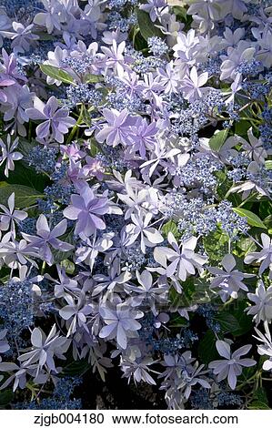 Hydrangea View Large Photo Image Stock Image - Hydrangea. Fotosearch