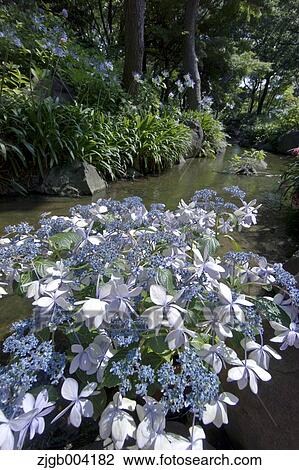 Stock Image - Hydrangea. Fotosearch