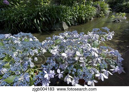 Hydrangea View Large Photo Image Stock Image - Hydrangea. Fotosearch