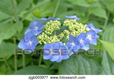 Hydrangea View Large Photo Image Stock Photo - Hydrangea. Fotosearch