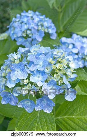 Hydrangea View Large Photo Image Stock Photo - Hydrangea. Fotosearch