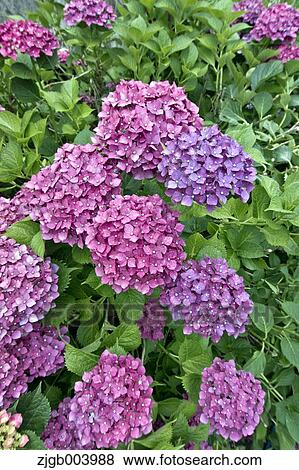 Hydrangea View Large Photo Image Stock Photo - Hydrangea. Fotosearch
