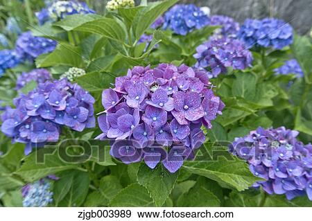 Hydrangea View Large Photo Image Stock Photo - Hydrangea. Fotosearch