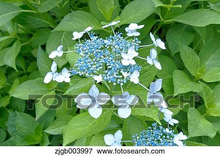 Hydrangea View Large Photo Image Stock Photo - Hydrangea. Fotosearch