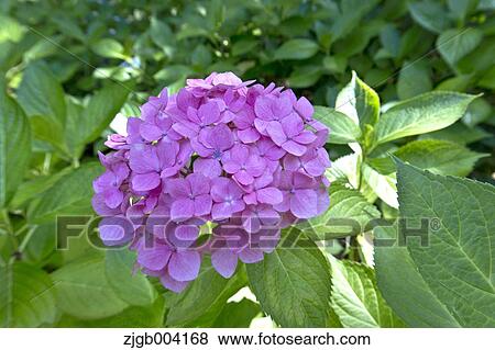 Hydrangea View Large Photo Image Stock Photo - Hydrangea. Fotosearch