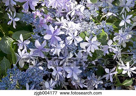 Hydrangea View Large Photo Image Stock Photo - Hydrangea. Fotosearch