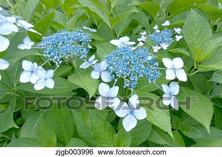 Stock Photograph - Hydrangea. Fotosearch