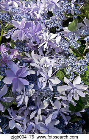 Stock Photograph - Hydrangea. Fotosearch