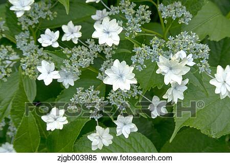 Hydrangea View Large Photo Image Stock Photography - Hydrangea. Fotosearch