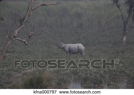 Indian Rhinoceros View Large Photo Image Stock Photo - Indian Rhinoceros. Fotosearch