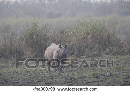 Stock Photo - Indian Rhinoceros. Fotosearch