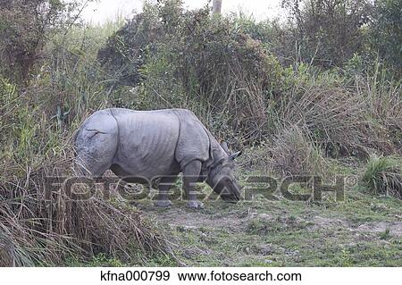Indian Rhinoceros View Large Photo Image Stock Photo - Indian Rhinoceros. Fotosearch