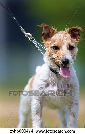 Jack Russell Terrier View Large Photo Image Picture - Jack Russell Terrier. Fotosearch