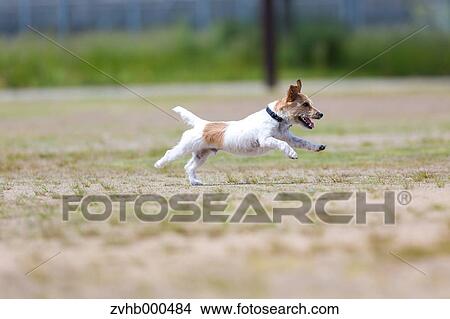 Jack Russell Terrier View Large Photo Image Picture - Jack Russell Terrier. Fotosearch