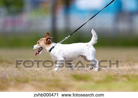 Stock Image - Jack Russell Terrier. Fotosearch