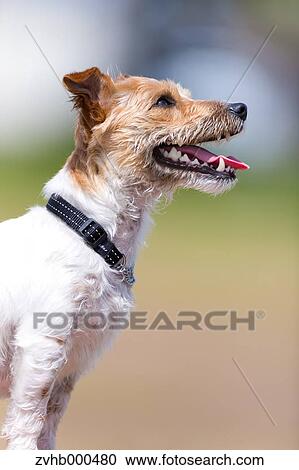 Jack Russell Terrier View Large Photo Image Stock Image - Jack Russell Terrier. Fotosearch