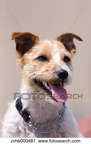 Jack Russell Terrier View Large Photo Image Stock Image - Jack Russell Terrier. Fotosearch